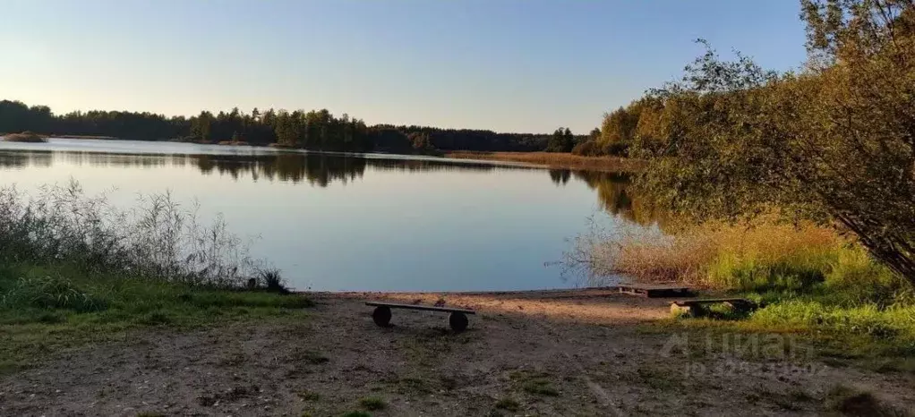 Участок в Ленинградская область, Приозерский район, Ромашкинское ... - Фото 1