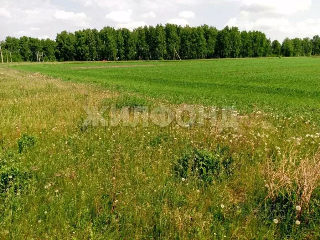 Участок в Новосибирская область, Коченево рп ул. Шоссейная (328.39 ... - Фото 1