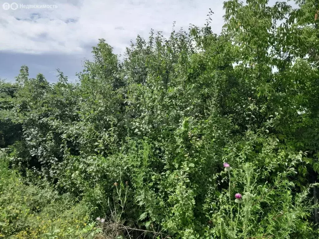 Участок в Нежинский сельсовет, СНТ Успех, улица 9-я Линия (5 м) - Фото 2