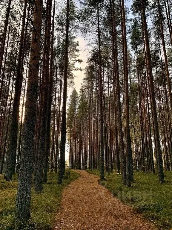 Комната Карелия, Кондопожский район, Кончезерское с/пос, пос. Сопоха  ... - Фото 1