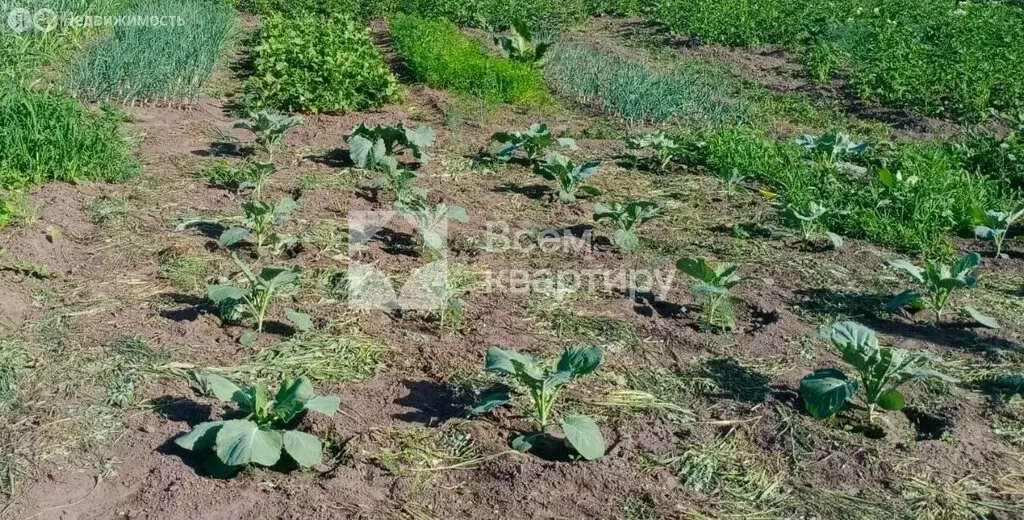 Участок в Колыванский район, садоводческое некоммерческое товарищество ... - Фото 0