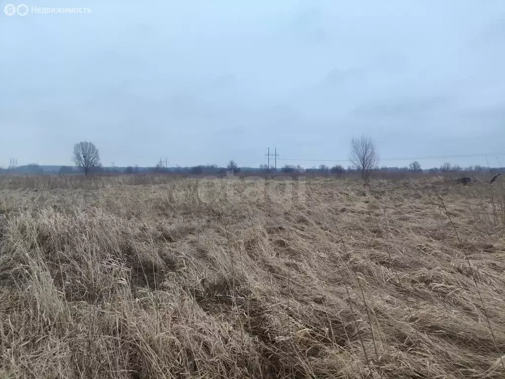 Участок в Калининградская область, Багратионовский муниципальный ... - Фото 1