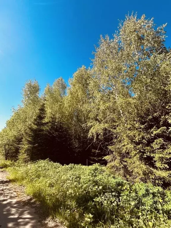 Участок в Московская область, Одинцовский городской округ, Дельфин СНТ ... - Фото 1