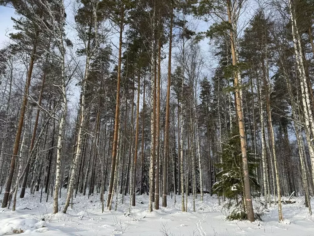 Участок в Ленинградская область, Всеволожский район, Токсовское ... - Фото 0