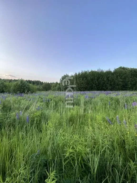 Участок в Нижегородская область, Богородский муниципальный округ, с. ... - Фото 1