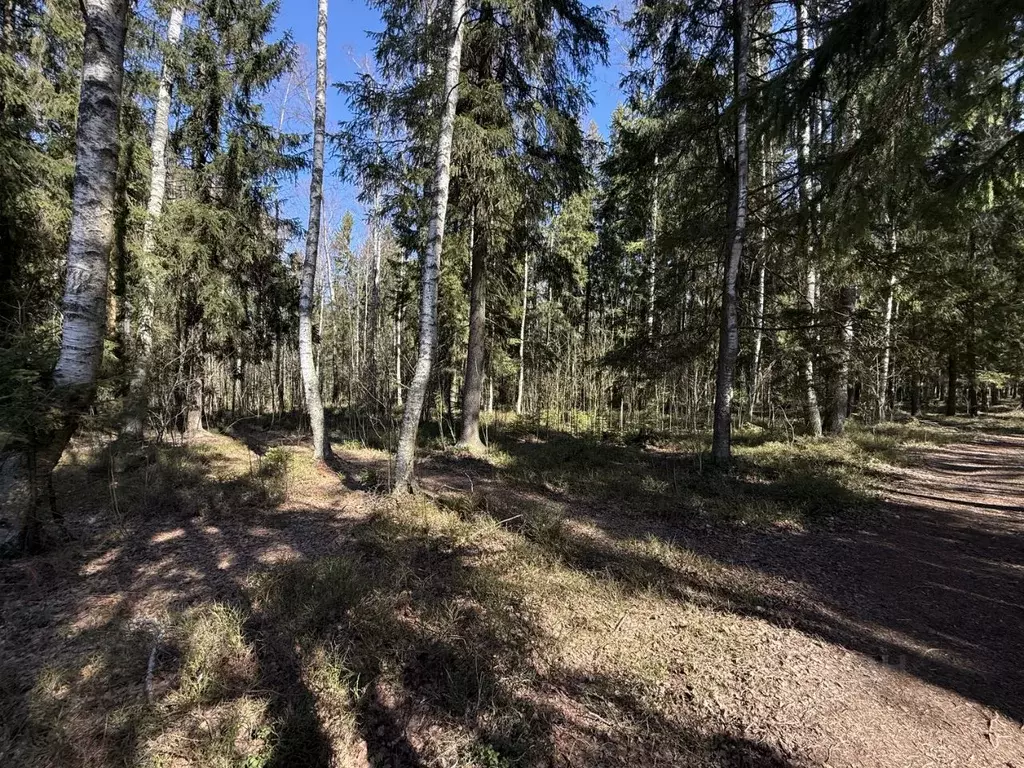 Участок в Ленинградская область, Всеволожский район, Рахьинское ... - Фото 2