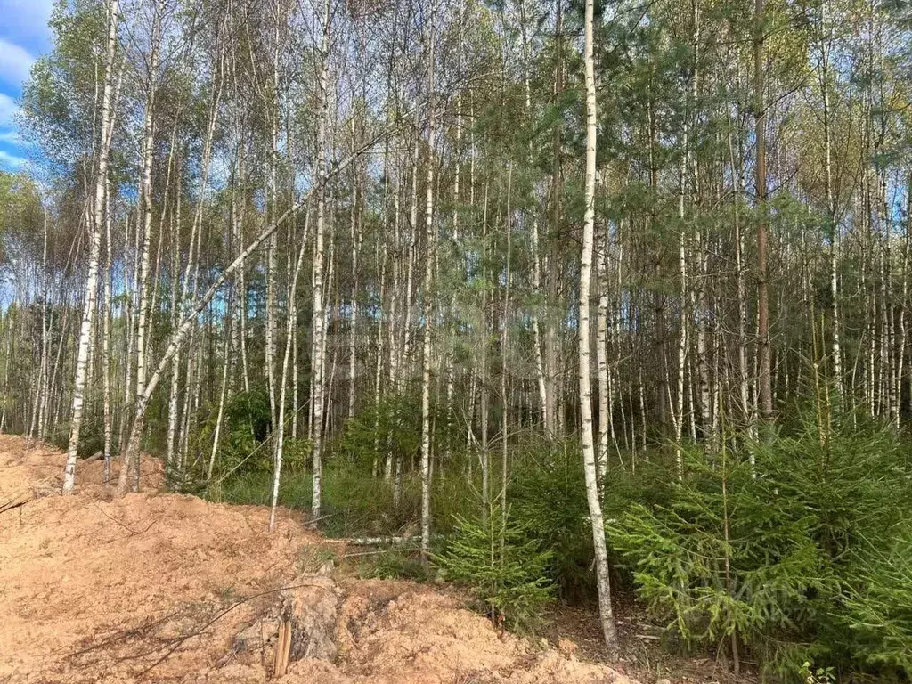 Участок в Тверская область, Конаковский муниципальный округ, Деревня ... - Фото 1