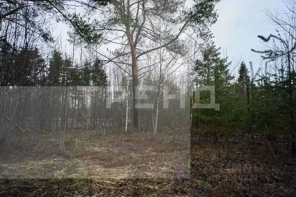 Участок в Ленинградская область, Всеволожский район, Токсовское ... - Фото 0