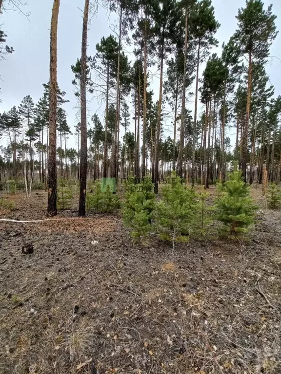 Участок в Забайкальский край, Читинский район, с. Смоленка  (7.43 ... - Фото 0