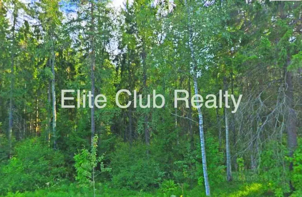 Участок в Санкт-Петербург пос. Солнечное, Лесная ул. (284.0 сот.) - Фото 1