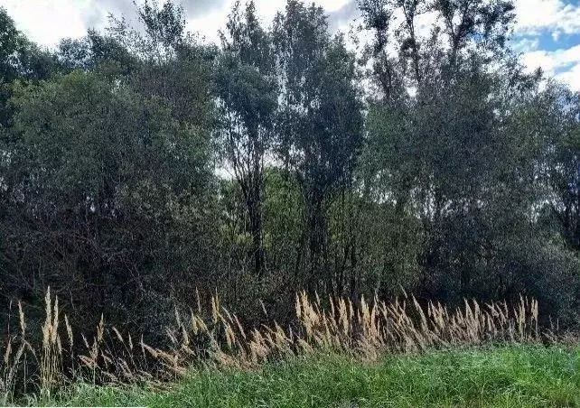 Участок в Московская область, Дмитровский муниципальный округ, д. ... - Фото 1