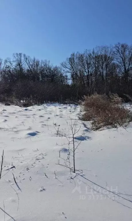 Участок в Амурская область, Благовещенский район, Березка СТ  (10.0 ... - Фото 1