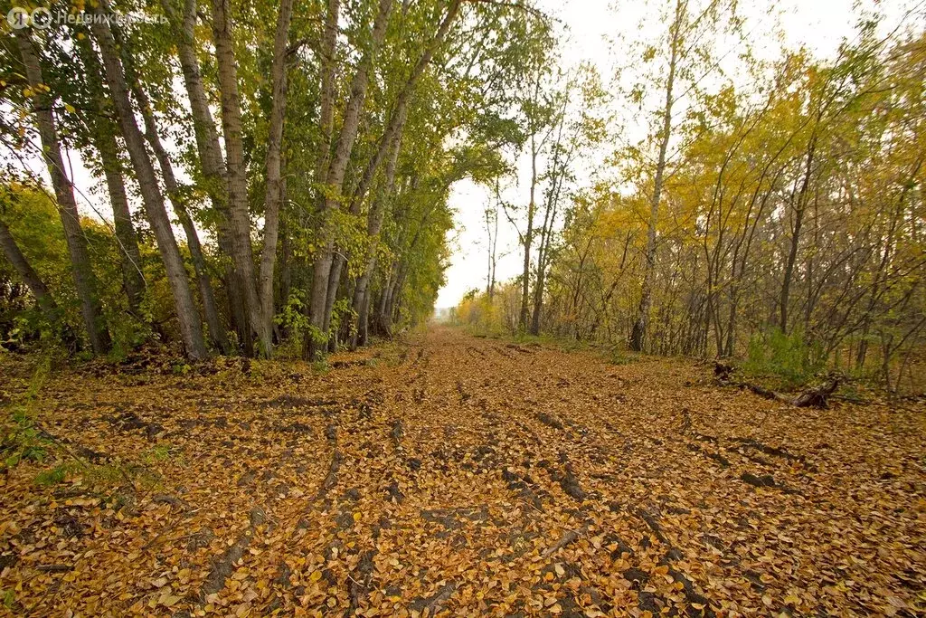 Участок в село Сингуль Татарский, улица Мусы Джалиля (12 м) - Фото 1