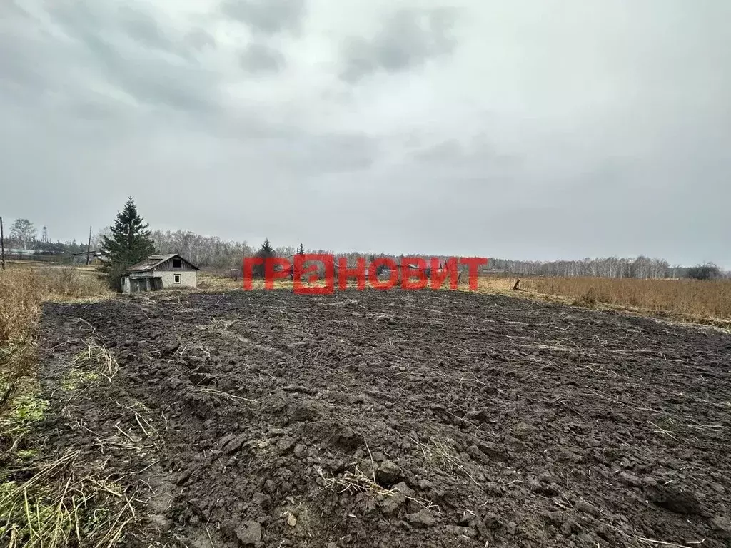 Участок в Новосибирская область, Ордынский район, с. Кирза Боровая ... - Фото 2