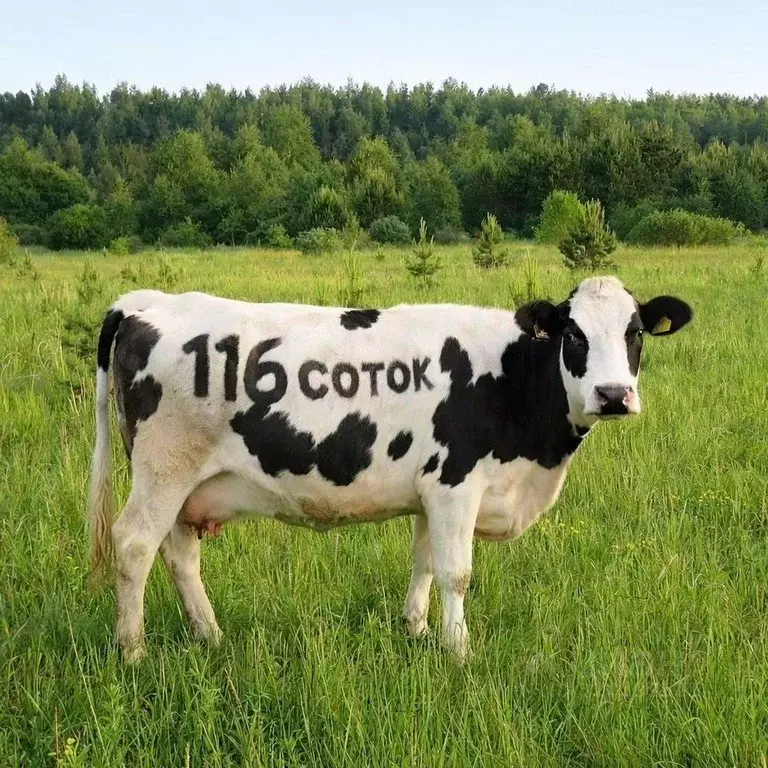 Участок в Московская область, Богородский городской округ, д. ... - Фото 1