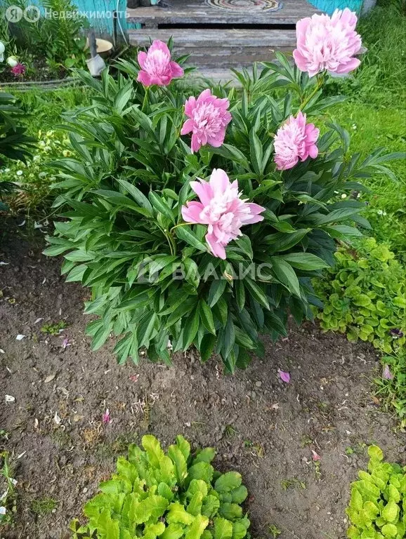 Дом в Республика Коми, муниципальный район Сыктывдинский, ... - Фото 1