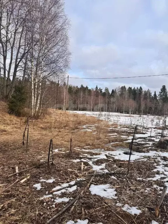 Участок в Ленинградская область, Приозерский район, Ларионовское ... - Фото 1