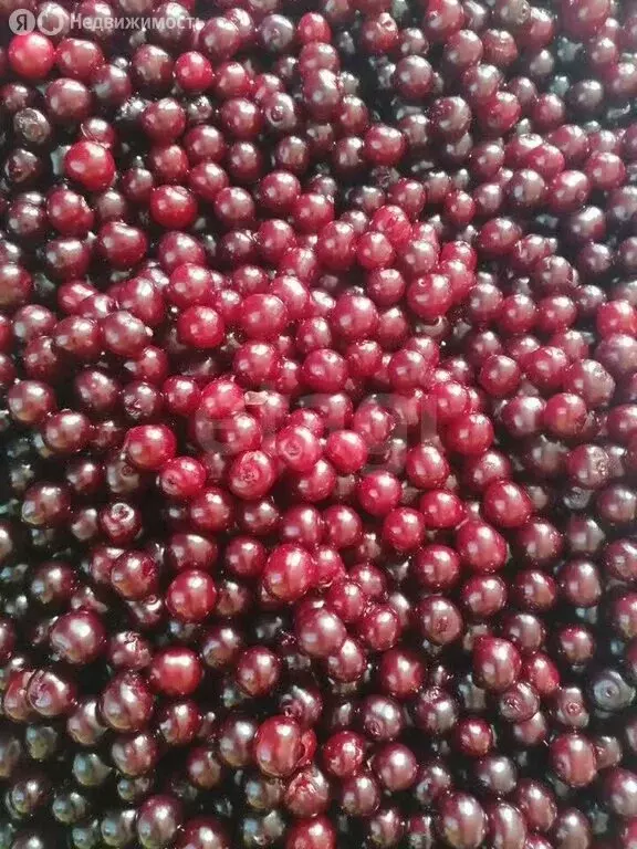 Участок в Бердск, СНТ Отрадное, 2-я улица (10 м) - Фото 2