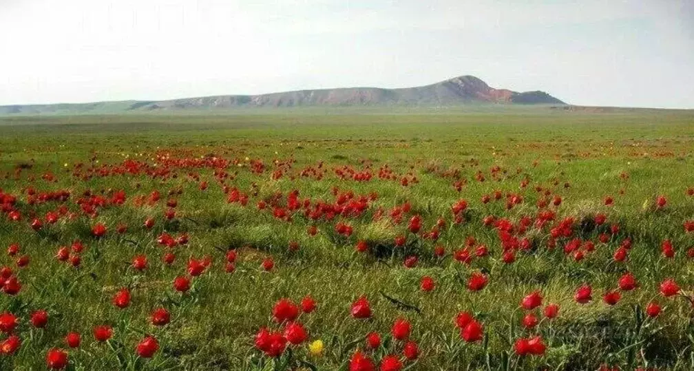 2-к кв. Астраханская область, Ахтубинский район, Нижний Баскунчак рп, ... - Фото 1