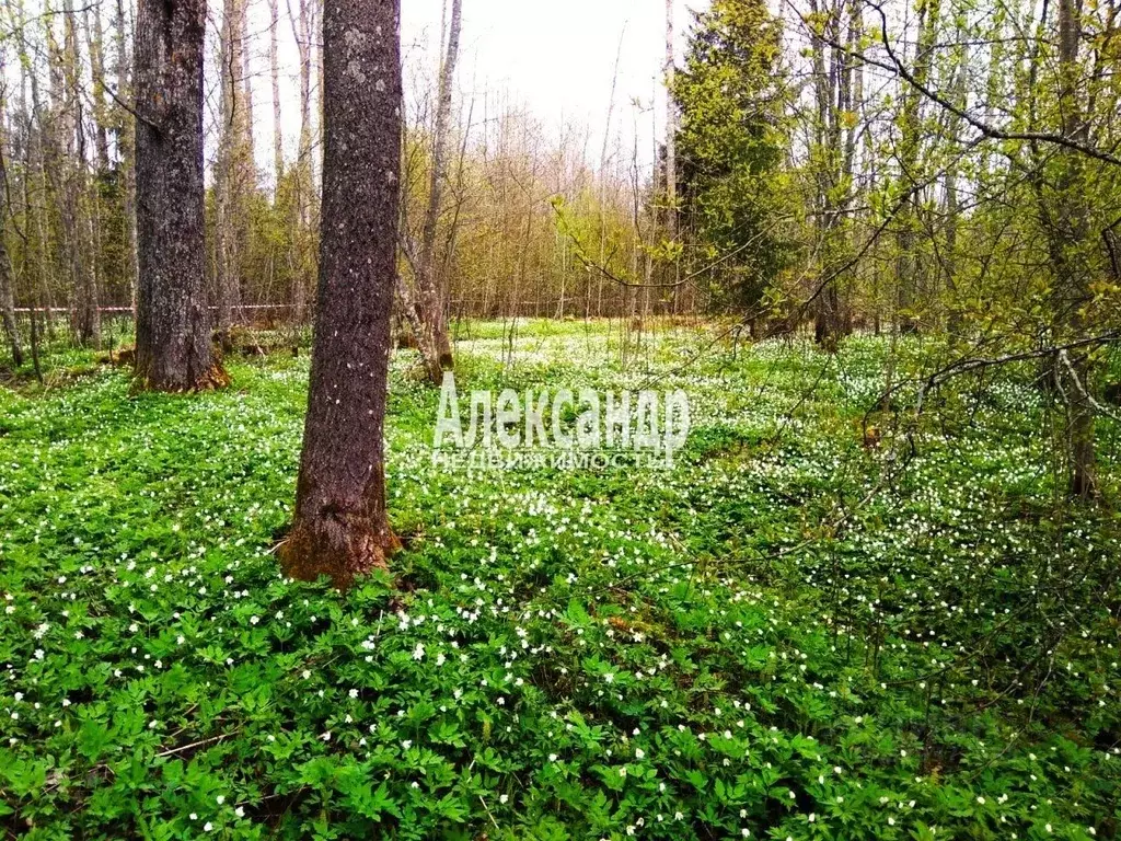 Участок в Ленинградская область, Выборгский район, Советское городское ... - Фото 1