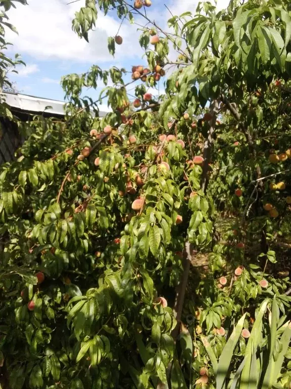 Дом в Саратовская область, Саратов ул. Чистые Пруды, 88 (20 м) - Фото 1