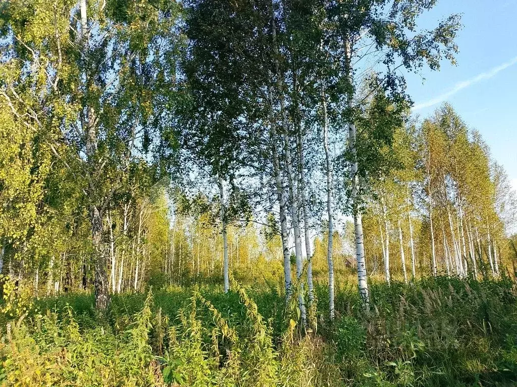 Участок в Тюменская область, Нижнетавдинский район, Сочинские СНТ 17-я ... - Фото 1