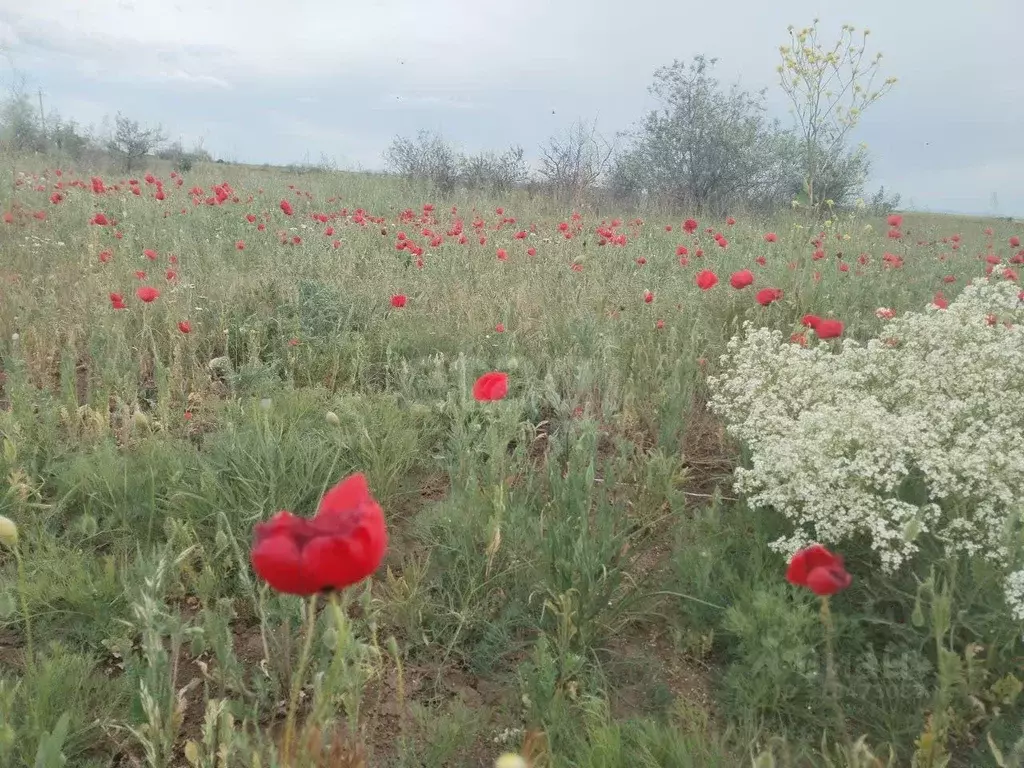 Участок в Крым, Ленинский район, Семисотское с/пос, с. Каменское ул. ... - Фото 1