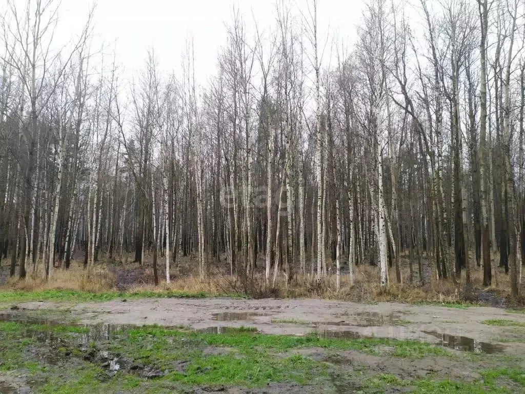 Участок в Калужская область, Износки с/пос, д. Мусино  (1100.0 сот.) - Фото 2