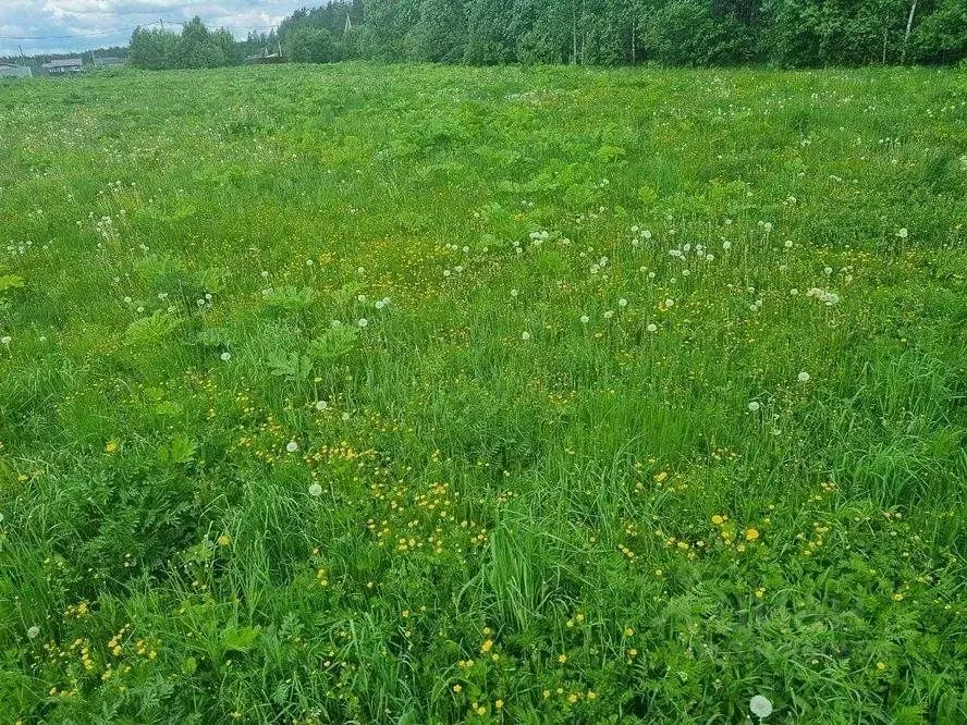 Участок в Московская область, Щелково городской округ, Лесной кв-л ул. ... - Фото 1