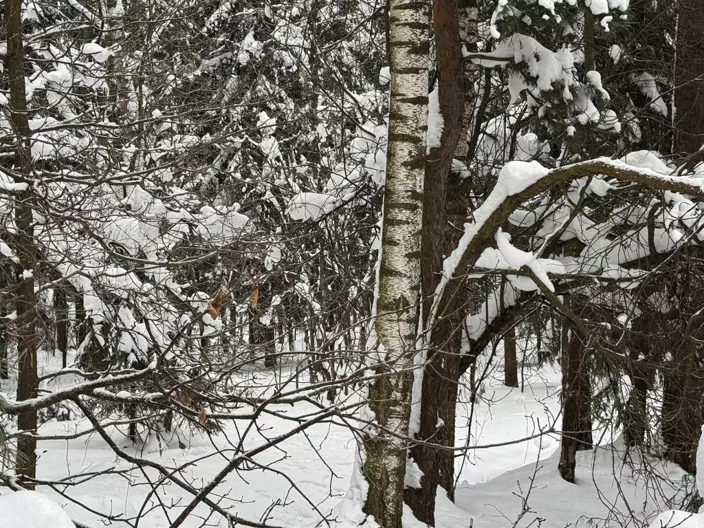 Участок в Московская область, Богородский городской округ, д. Марьино ... - Фото 2