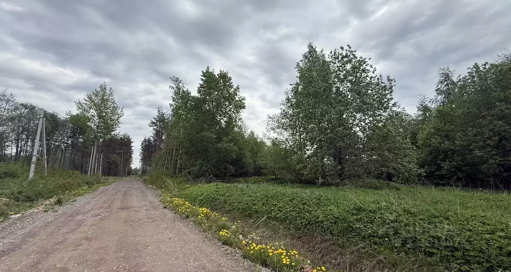 Участок в Ленинградская область, Всеволожский район, Токсовское ... - Фото 1