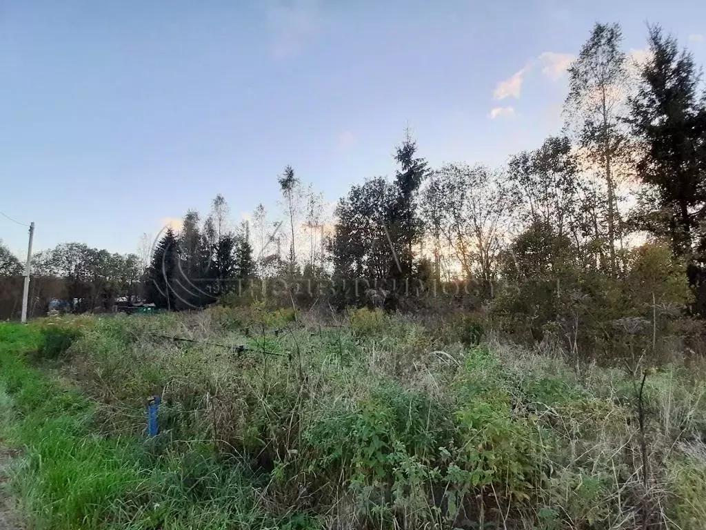 Участок в Ленинградская область, Кингисеппский район, Опольевское ... - Фото 2