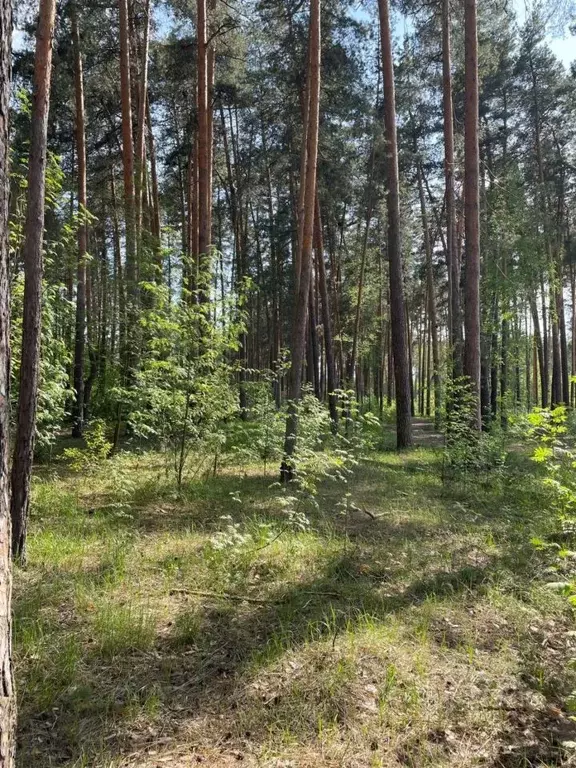 Участок в Тамбовская область, Тамбов Рассказовское ш. (13.7 сот.) - Фото 0