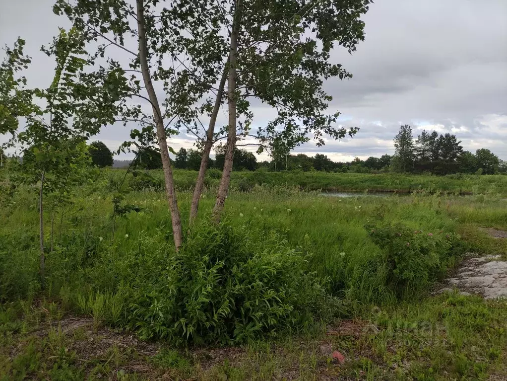 Купить Участок Юрково Сокольский Район Нижегородская Область