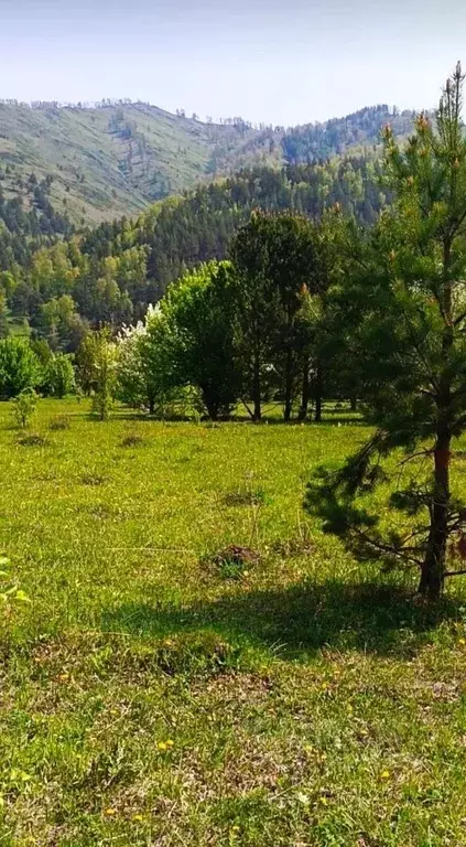 Участок в Алтай, Чемальский район, Узнезинское с/пос, с. Узнезя  (11.0 ... - Фото 1