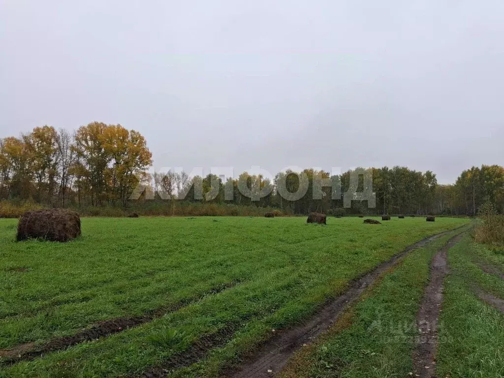 Участок в Новосибирская область, Новосибирский район, Станционный ... - Фото 1