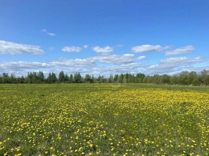 Участок в Вологодская область, Вологда ул. Саммера (8.0 сот.) - Фото 2