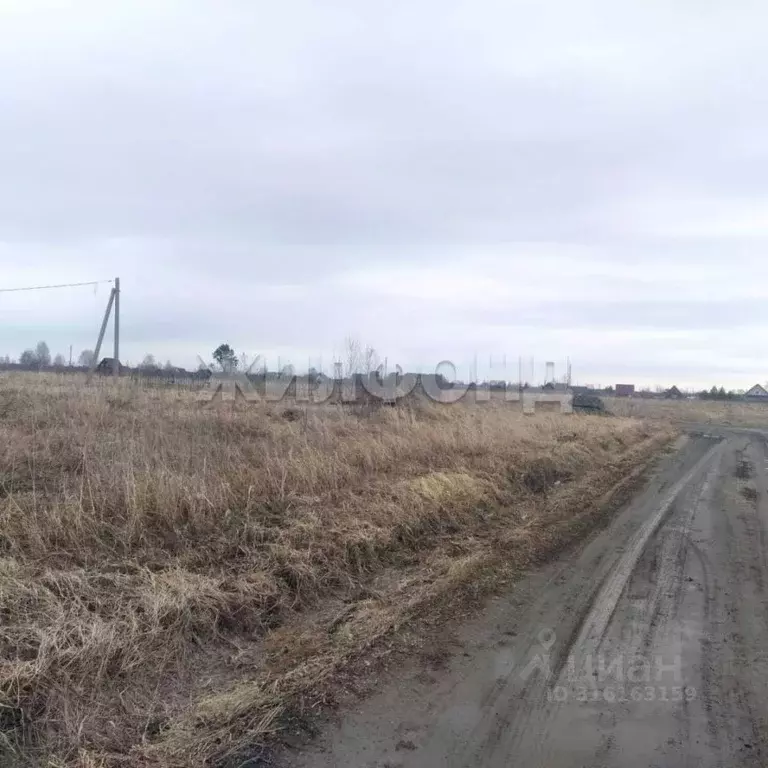 Участок в Новосибирская область, Коченевский район, Озерки-1 СНТ  ... - Фото 1