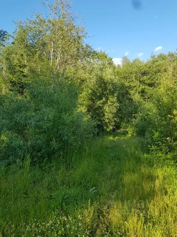 Участок в Вологодская область, Череповецкий район, д. Шайма, Звезда ... - Фото 1