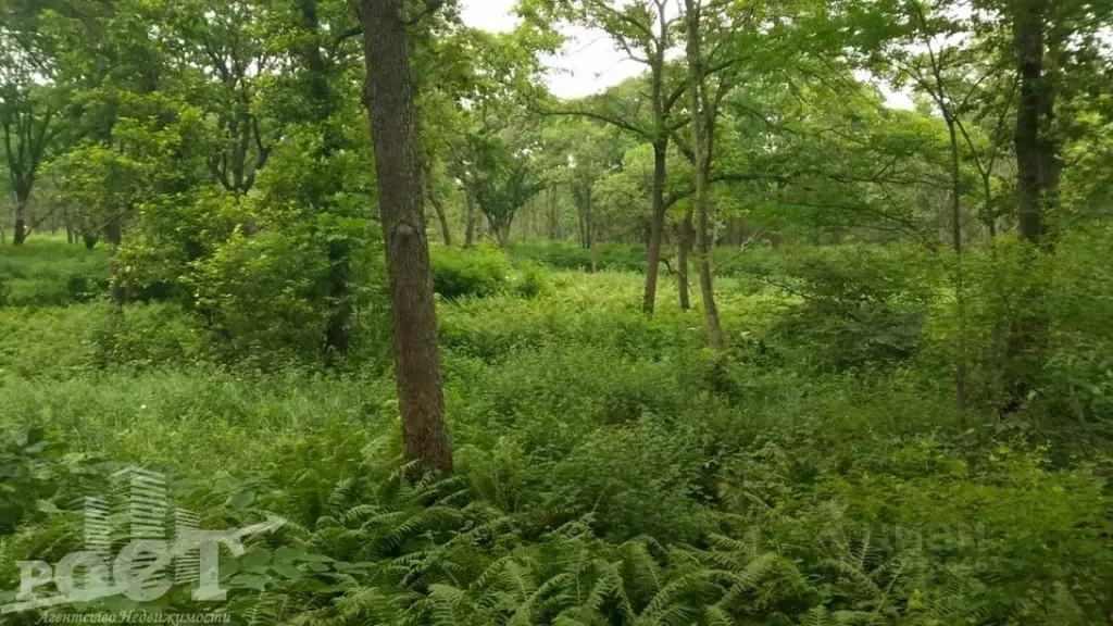 Участок в Приморский край, Надеждинский район, пос. Девятый Вал ... - Фото 0