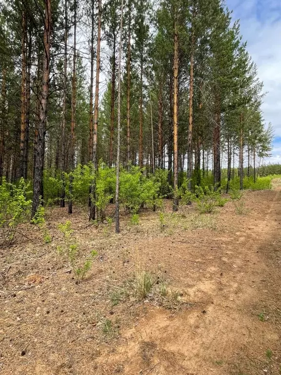 Участок в Забайкальский край, Читинский район, Атамановское городское ... - Фото 0