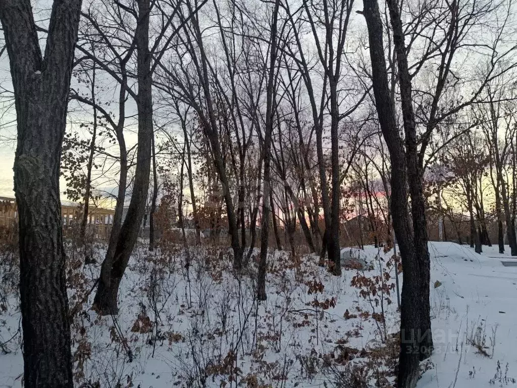 Участок в Амурская область, Благовещенский район, с. Чигири  (10.0 ... - Фото 1