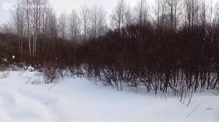 Участок в Псковский район, Торошинская волость, территория СНТ Малая ... - Фото 2