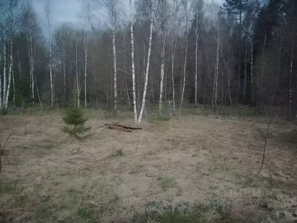 Участок в Калужская область, Дзержинский муниципальный округ, Рудня ... - Фото 2