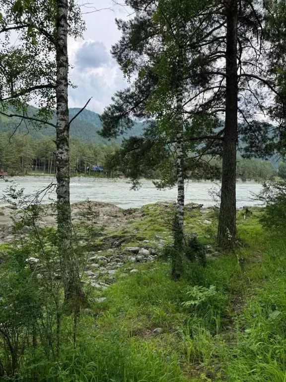 Участок в Алтай, Чемальский район, Аносинское с/пос  (47.0 сот.) - Фото 1