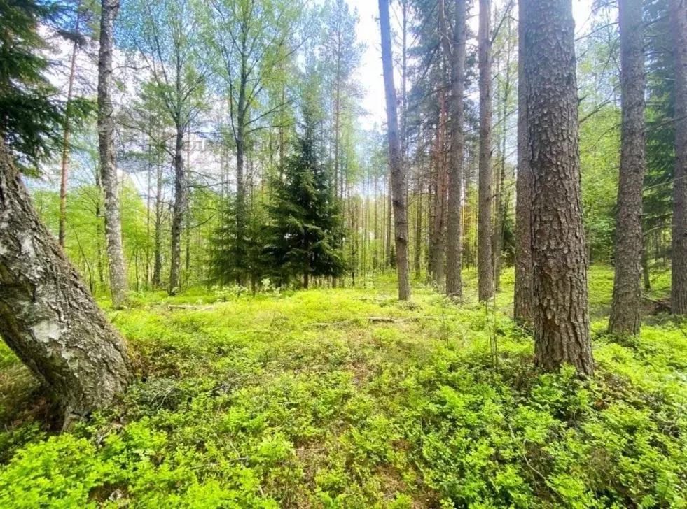 Участок в Ленинградская область, Всеволожский район, Куйвозовское ... - Фото 1