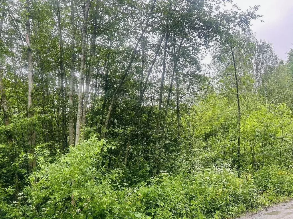 Участок в Ленинградская область, Приозерский район, Громовское с/пос, ... - Фото 2