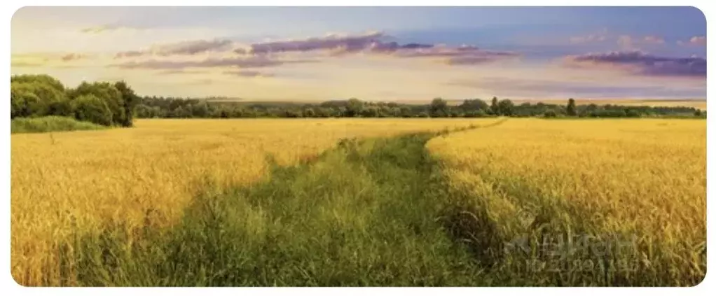 Участок в Воронежская область, Хохольский район, с. Гремячье  (15810.0 ... - Фото 1