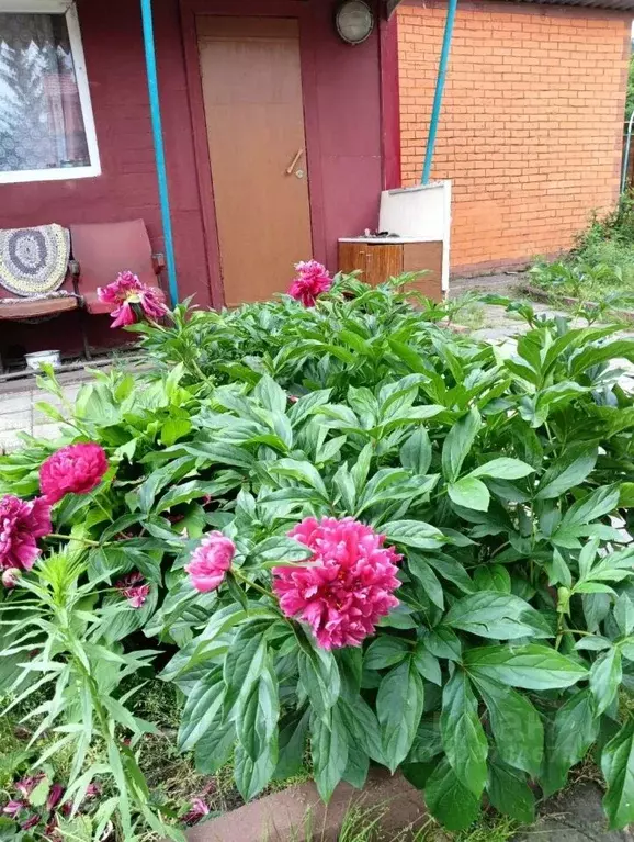 Дом в Омская область, Омск СОСН Кировец-2 тер., 43 (30 м) - Фото 1