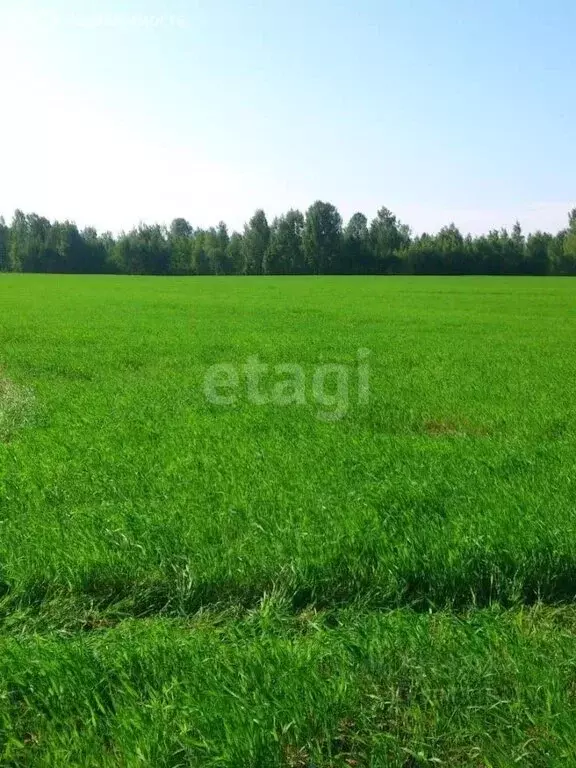 Участок в село Большие Салы, улица Чехова (20 м) - Фото 1